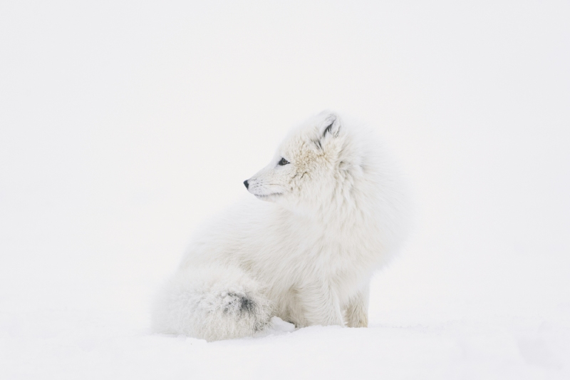 ein polarfuchs am nordpol