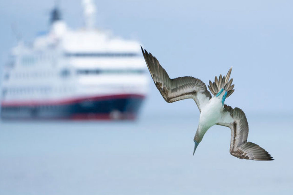 MS Santa Cruz II - Expedition Galapagosinseln