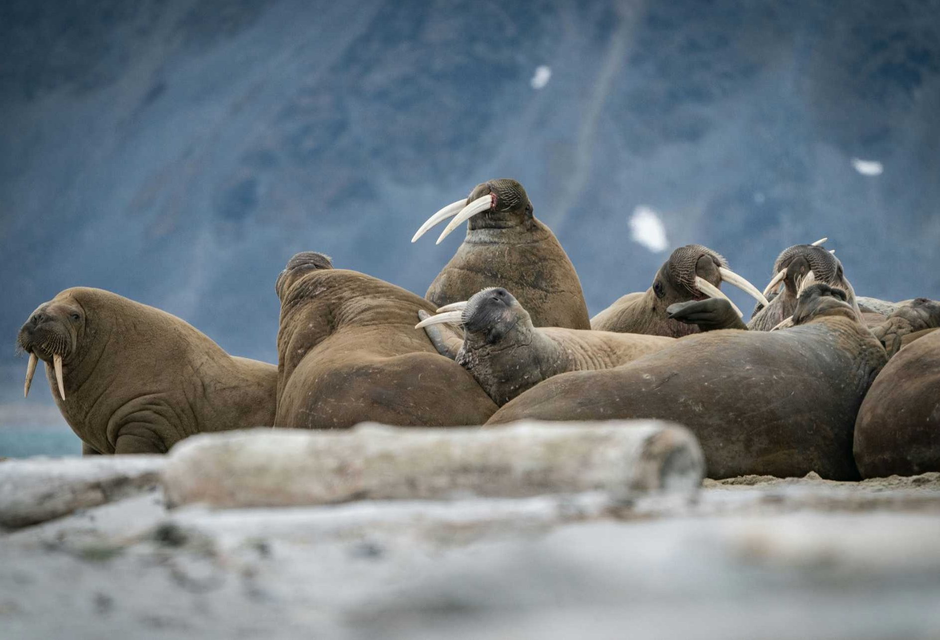 Walrosse in Svalbard in der Arktis