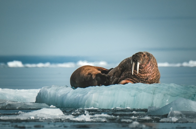 ein walross am nordpol