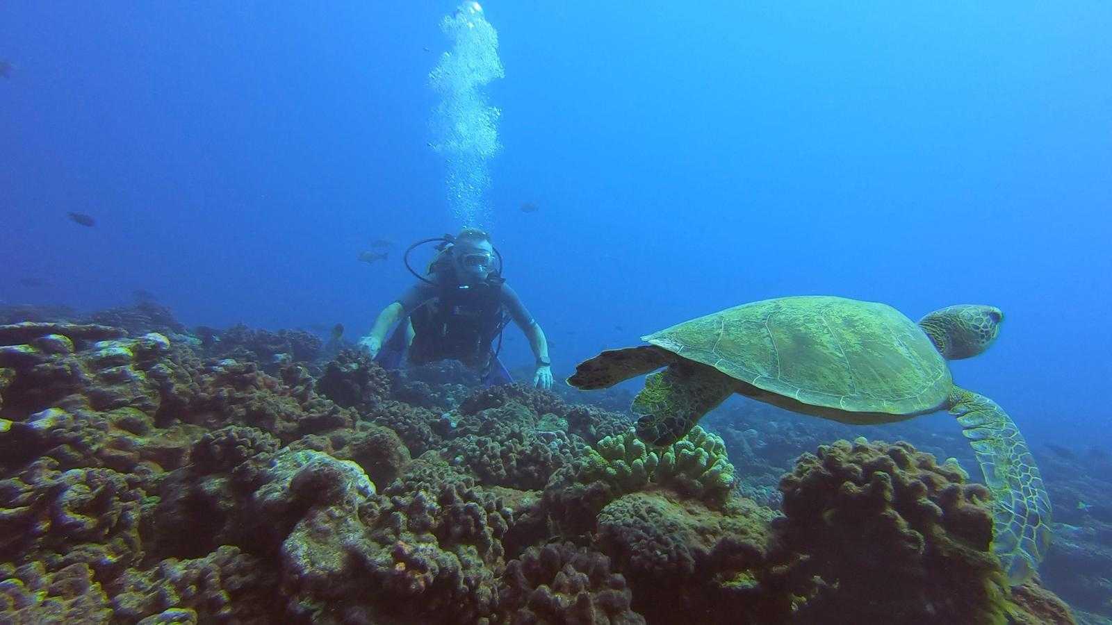 Schildkröte mit Taucher auf Moorea