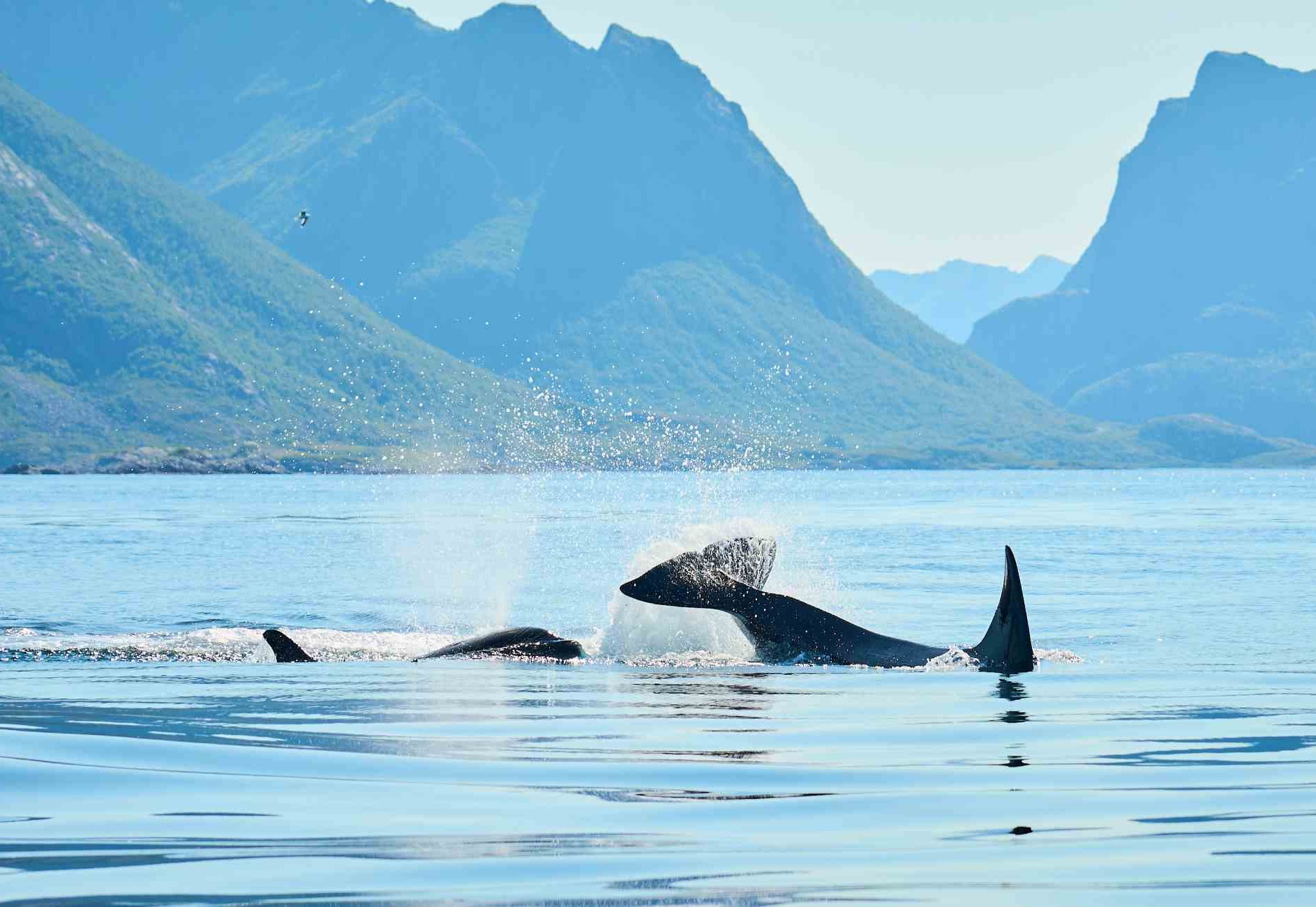 Buckelwale in Norwegen in der Arktis