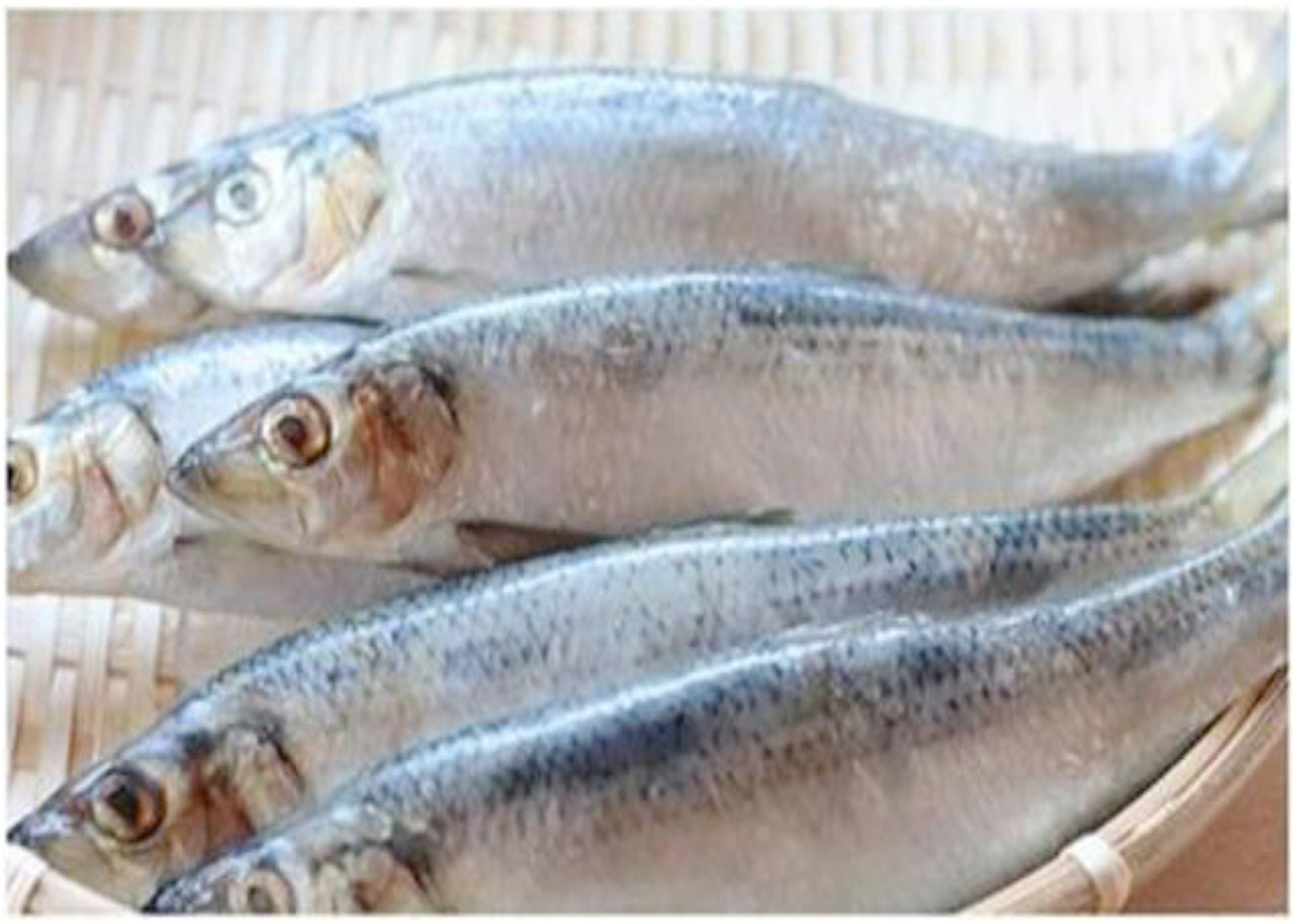 Herring(Pacific) - Website of yzproject!