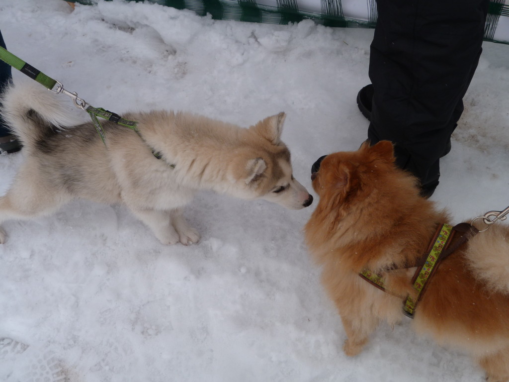 Wild und hund bekanntschaften