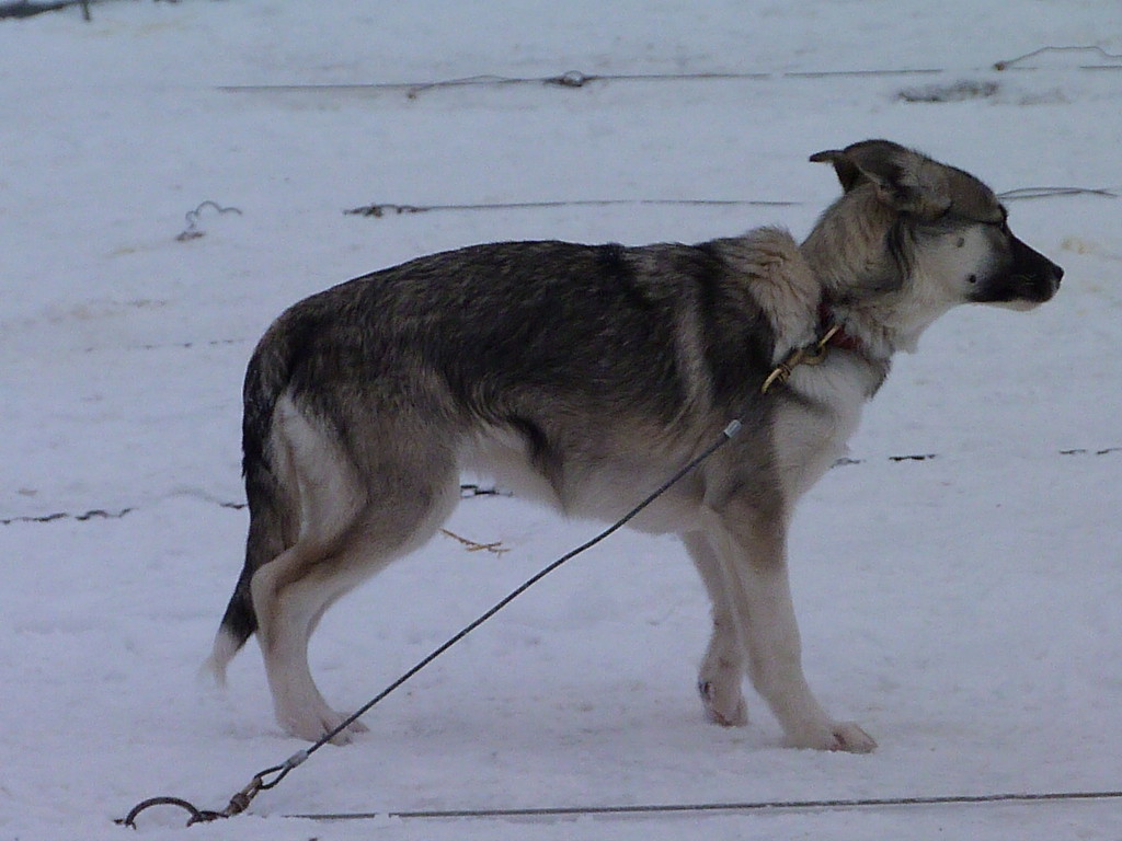 Wild und hund bekanntschaften