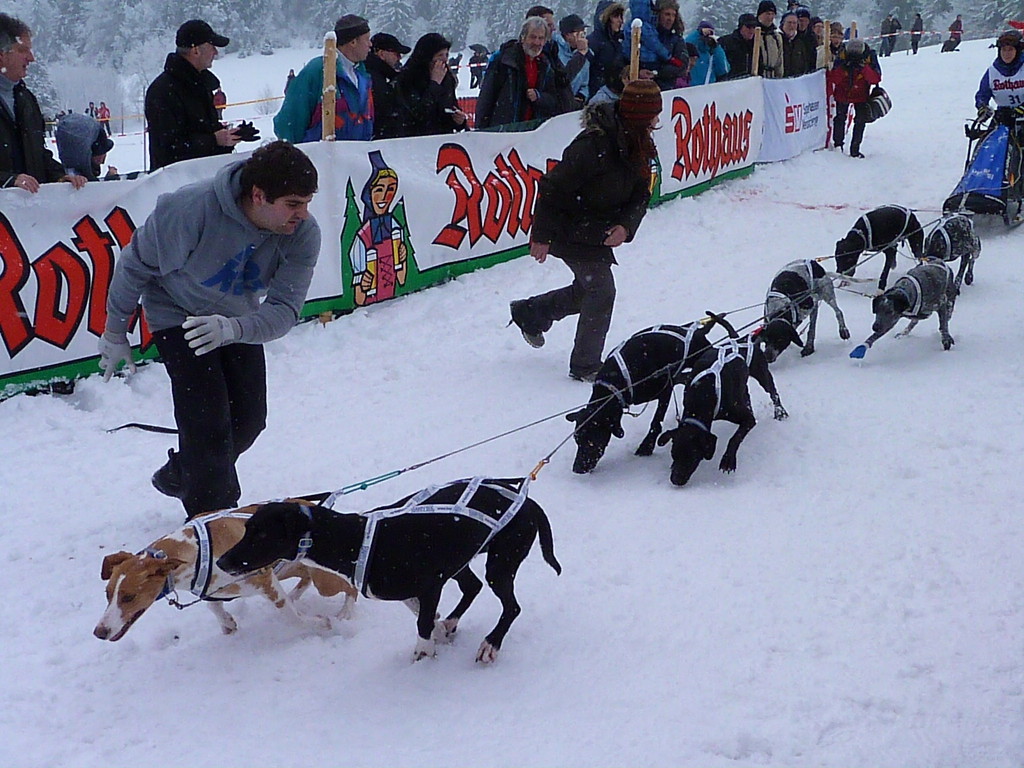 Wild und hund bekanntschaften