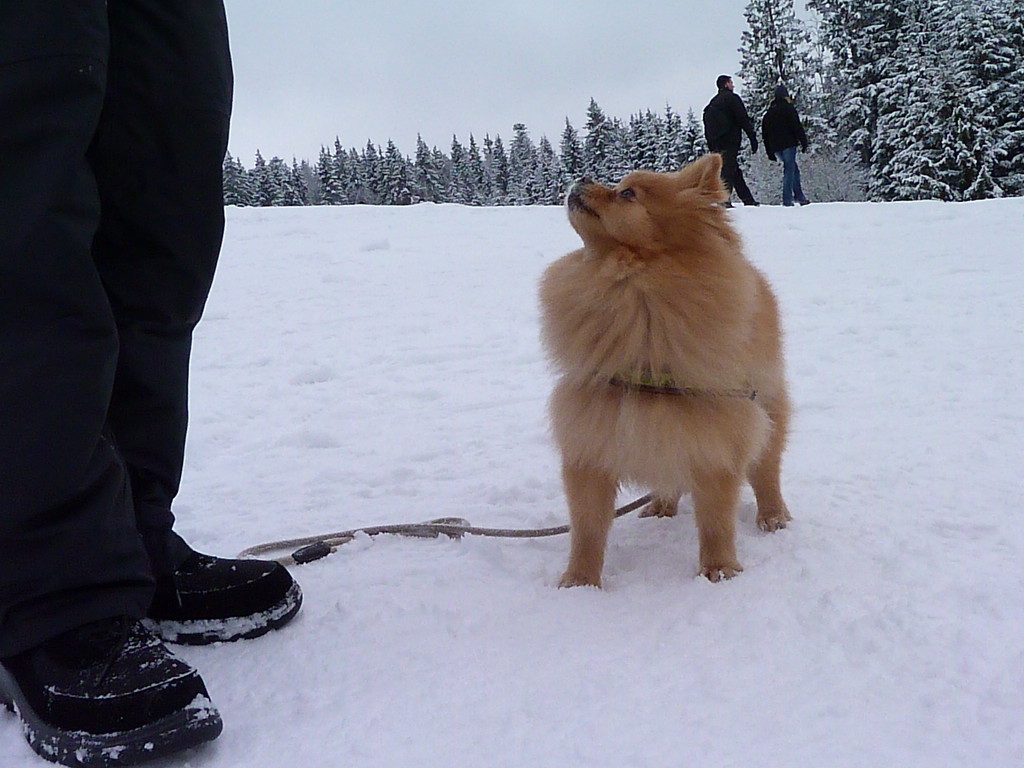 Wild und hund bekanntschaften