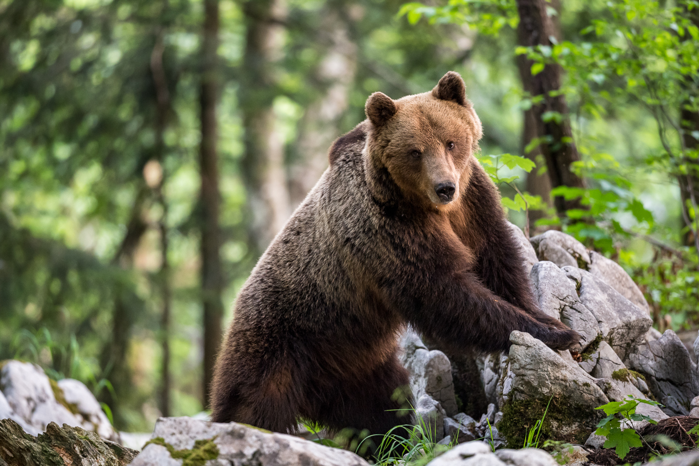 Bären in Slowenien Die Naturfotowerkstatt