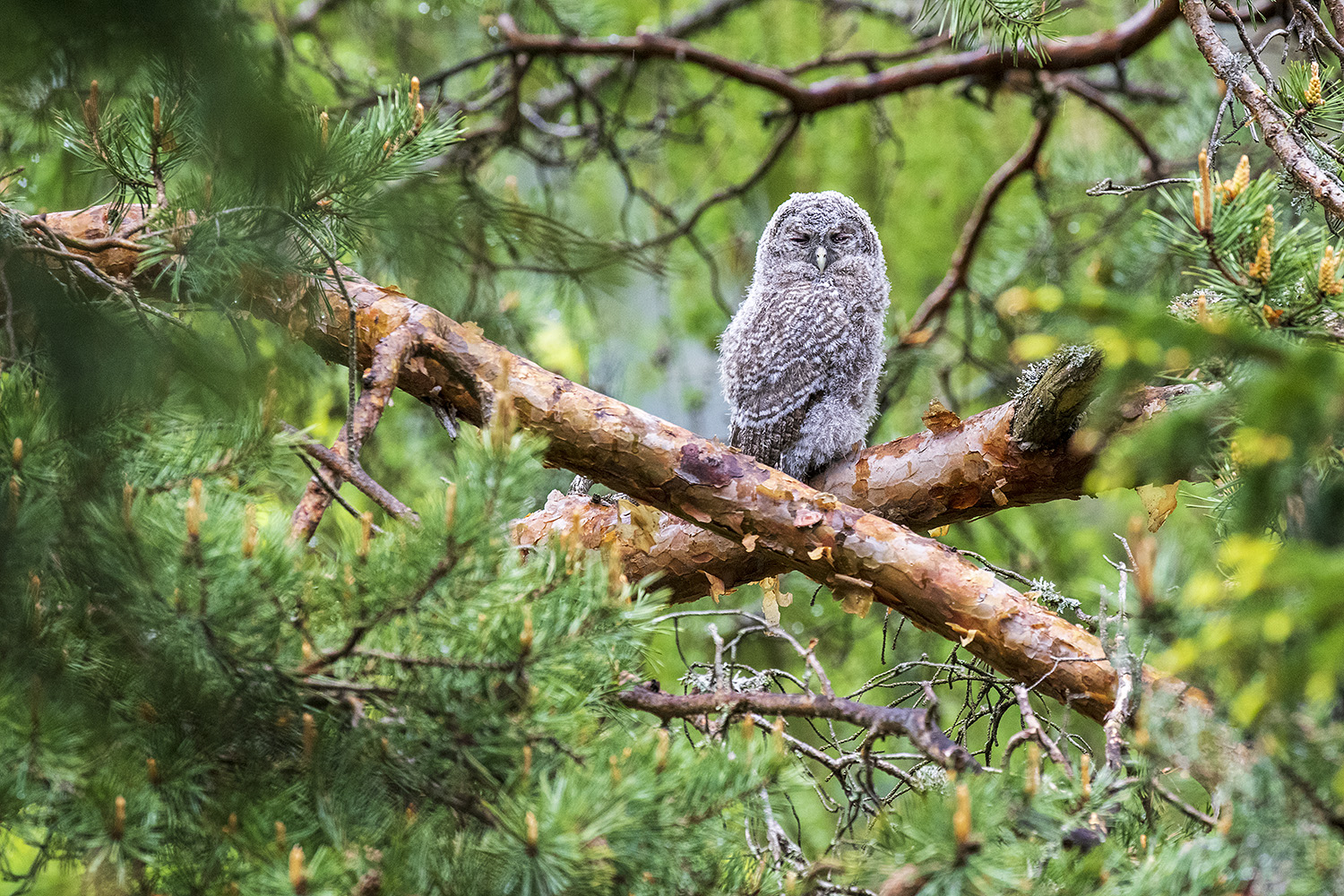 Vogelfotografie Slowenien Die Naturfotowerkstatt