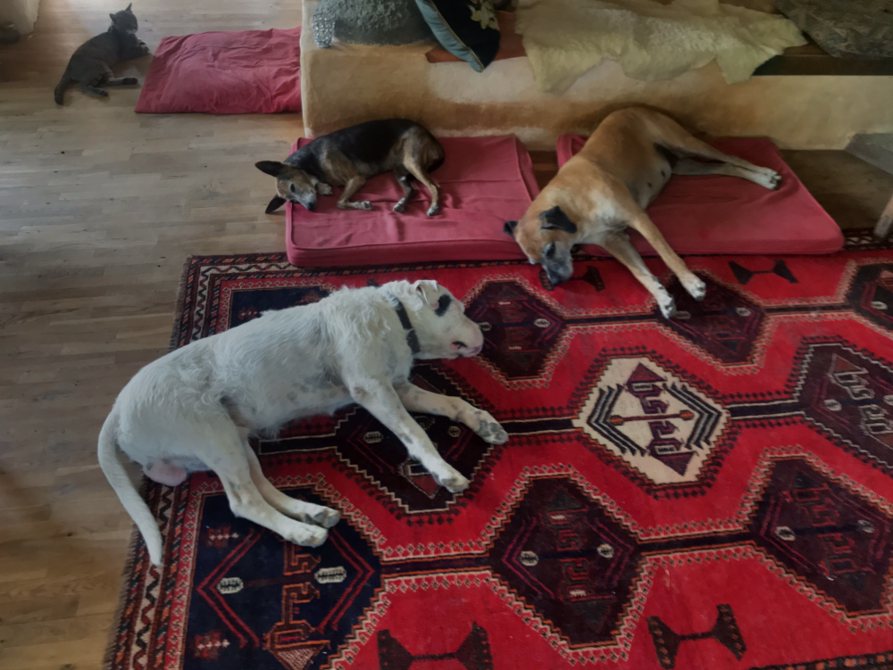 Auch die Hunde und Katzen halten Siesta 😴