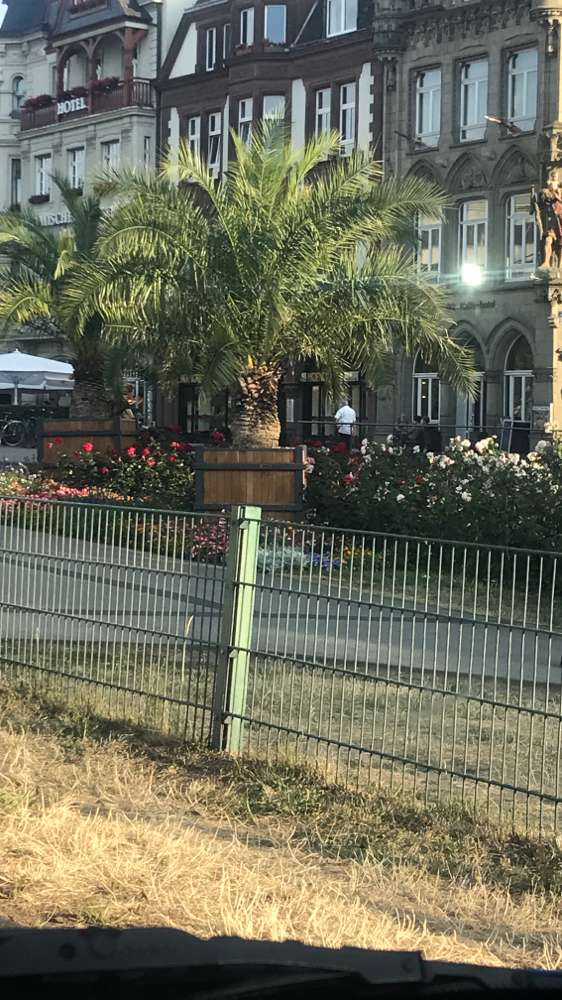 Endlich unterwegs. Erste Palmen in Trier.