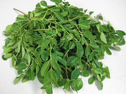 Hoja fresca de Moringa Oleifera