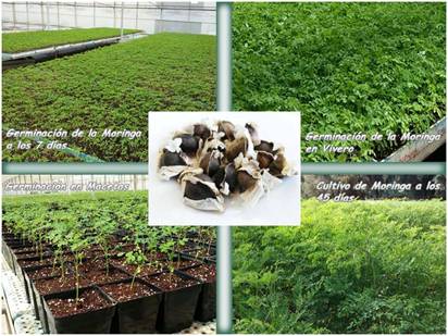 Procesos de crecimiento de la moringa oleifera