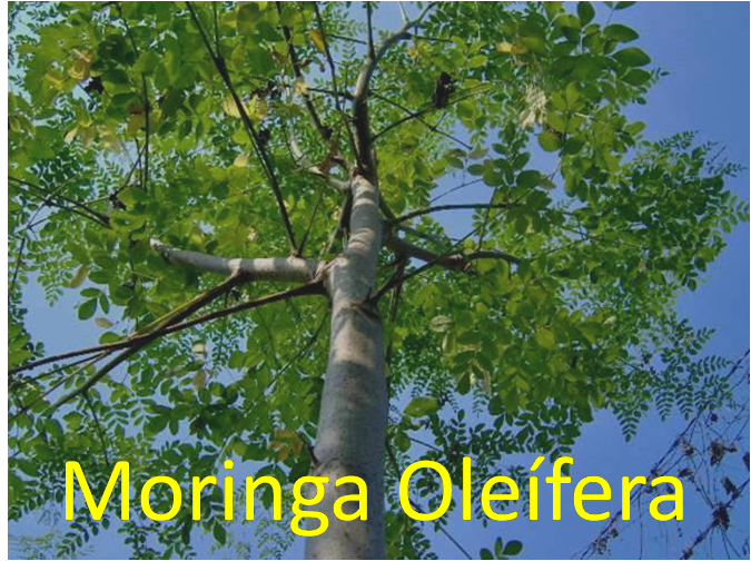 Árbol de Moringa Oleifera