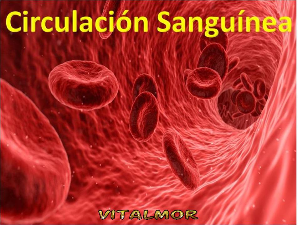 Circulación sanguínea