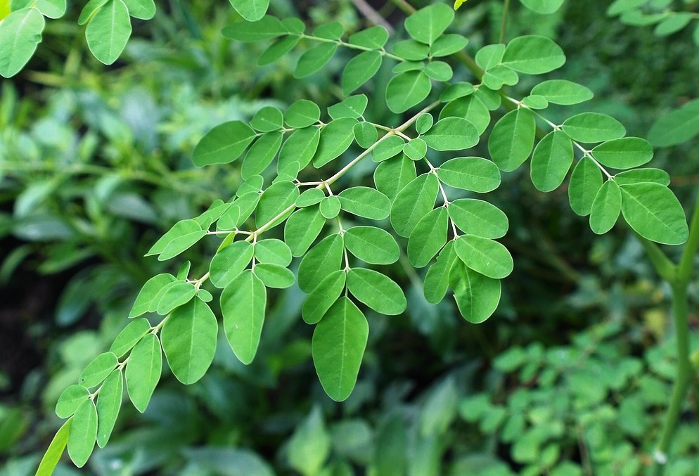 Hoja de Moringa