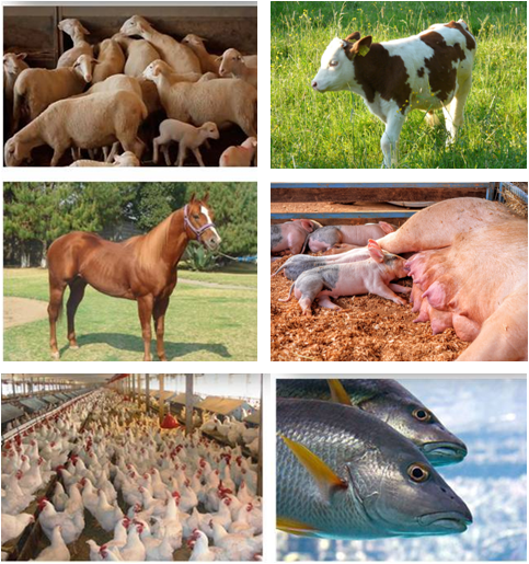 Cultiva tu propio forraje