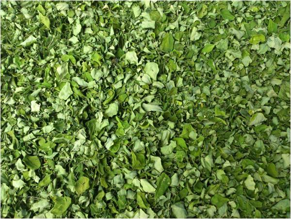 Hoja deshidratada de moringa 