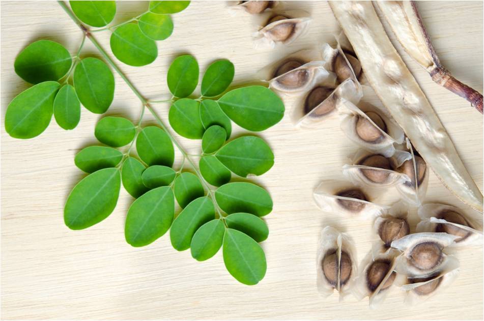 Hoja y semillas de Moringa Oleifera