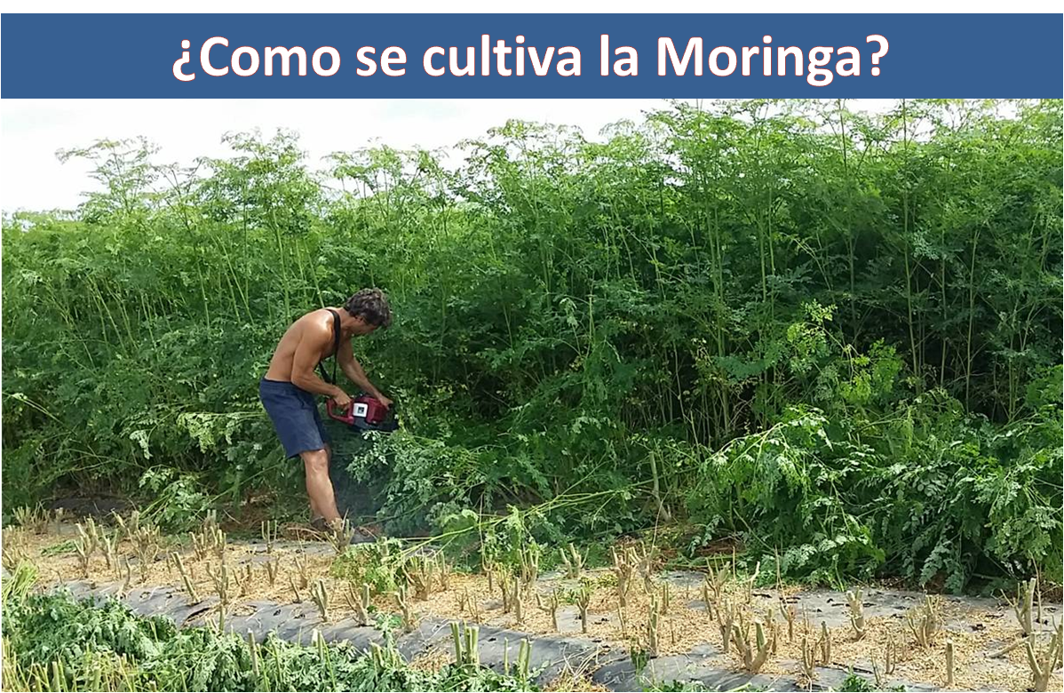 Aprende a cultivar la Moringa