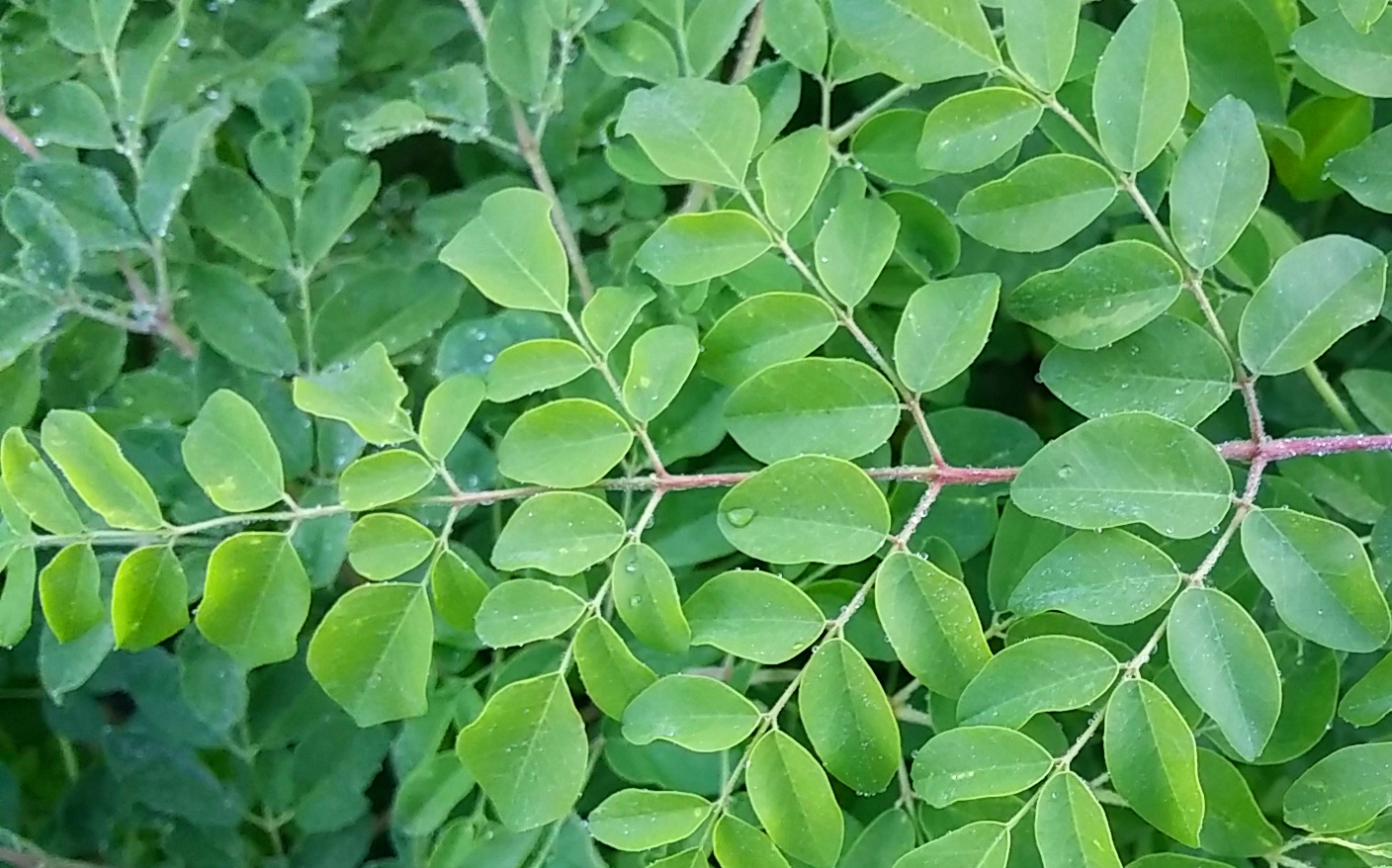Moringa. Usos de la planta propiedades y beneficios