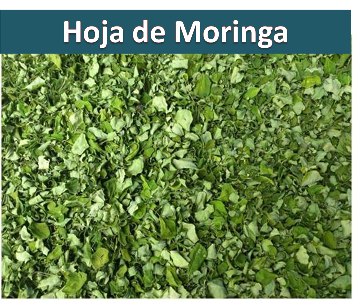 Hoja de moringa pura, lista para hacer Infusiones.