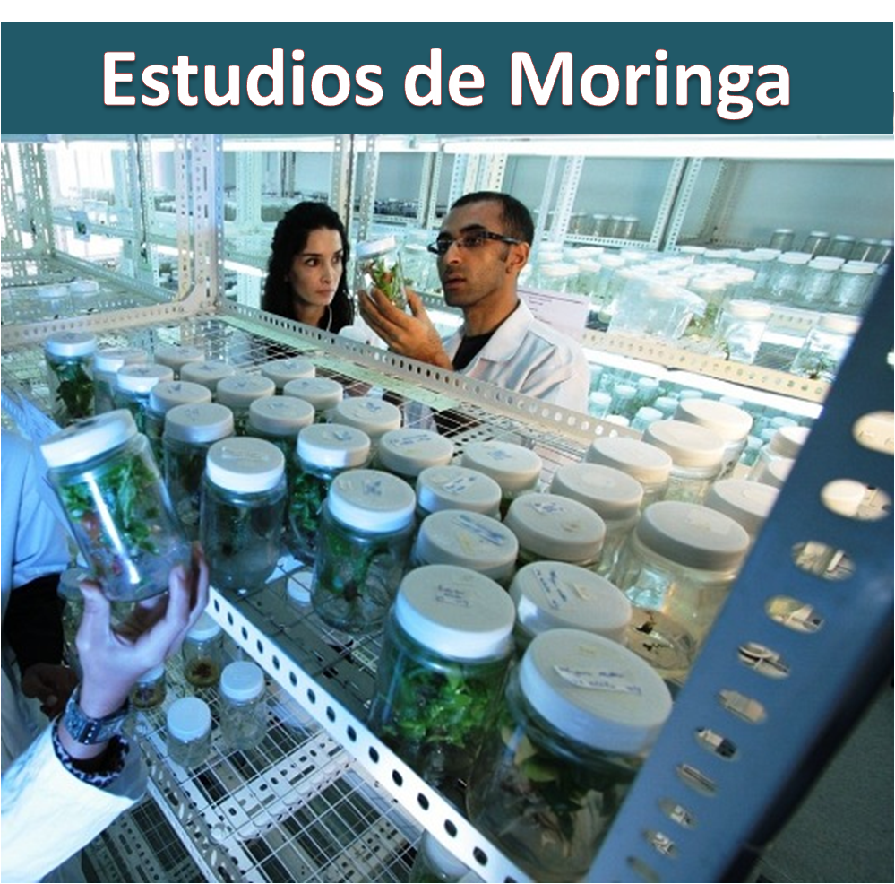 Estudios científicos de la Moringa