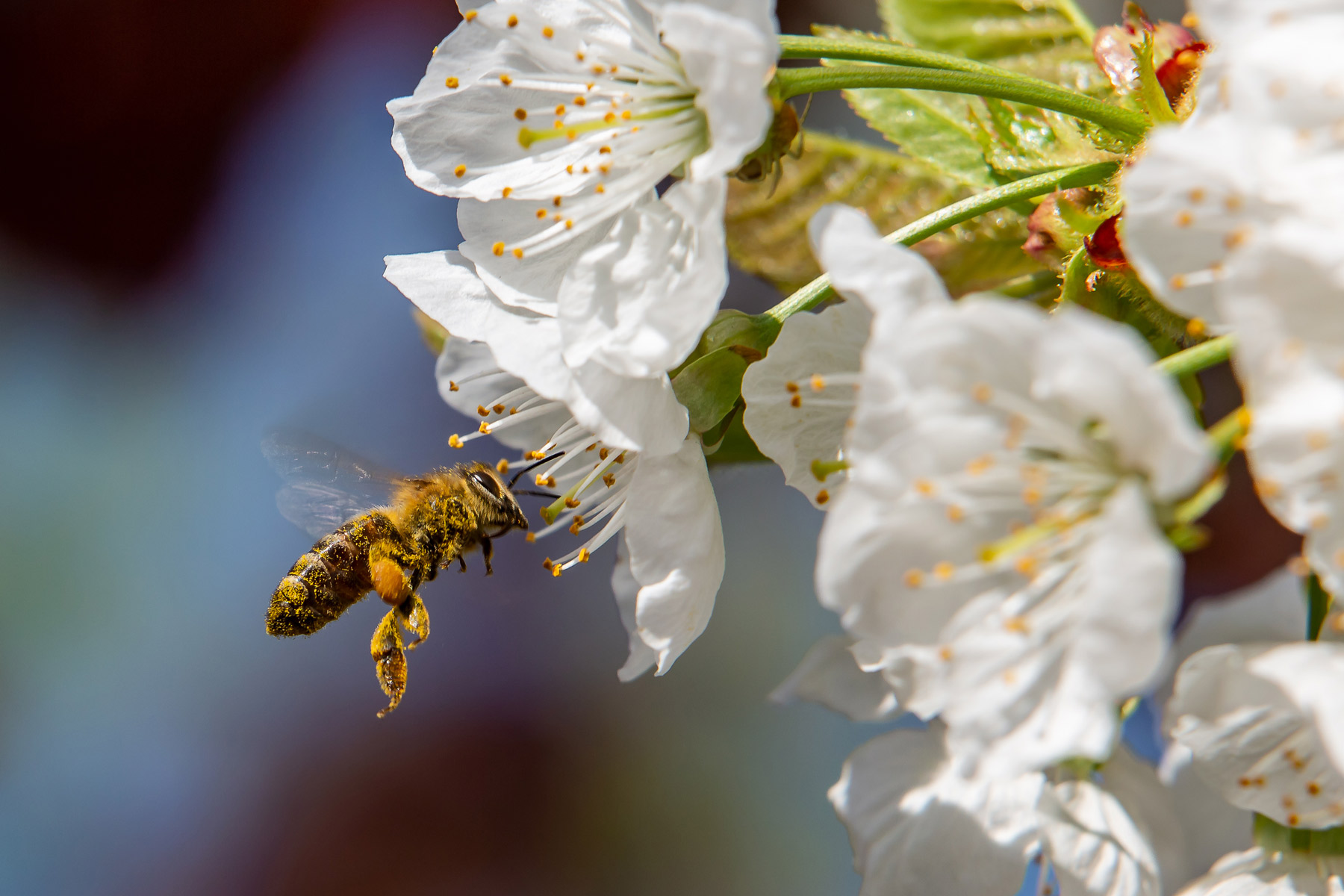 Copyright Fontepura.de (c) Fontepura.de