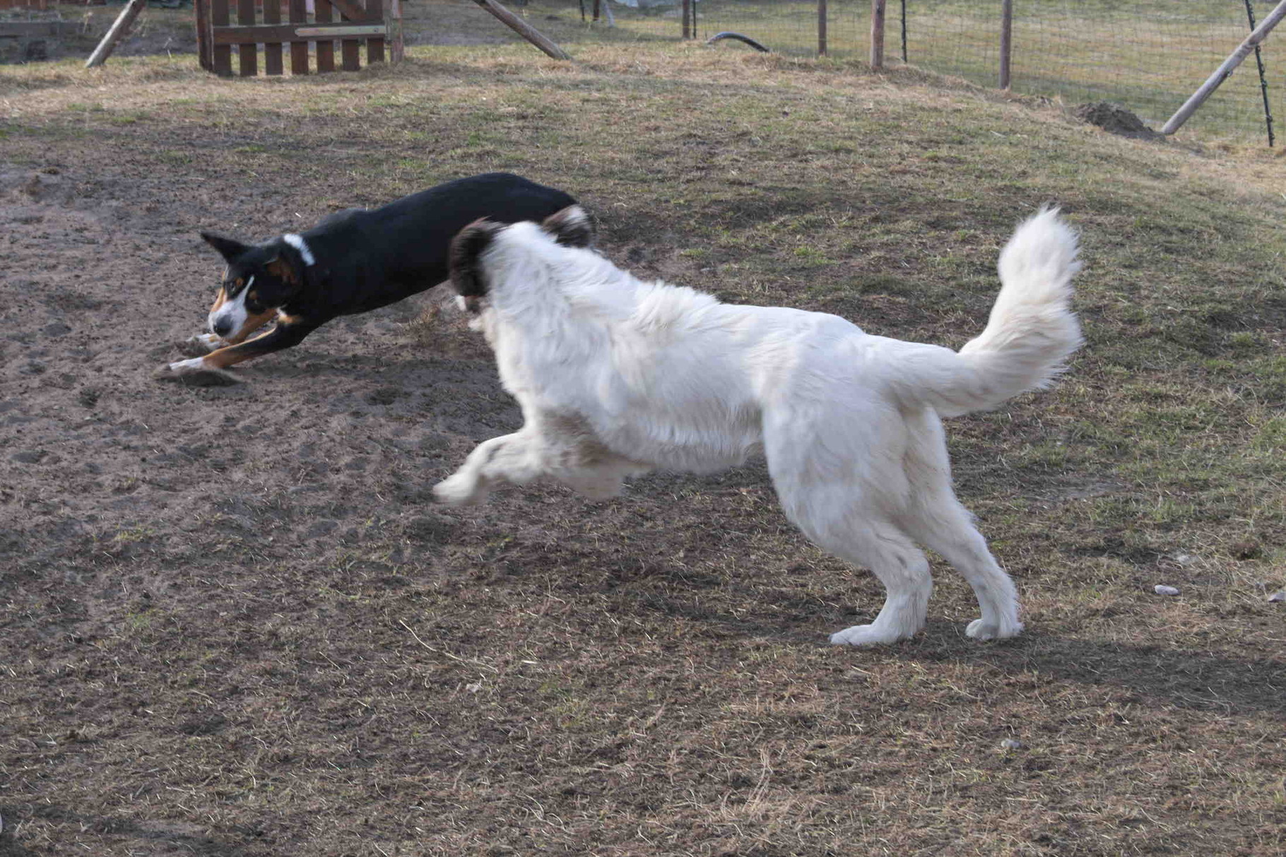 beim Hundespieltreff