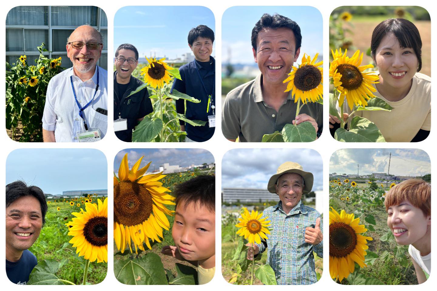 ど根性ひまわり15世配布開始しました。 - gannbarouishinomaki ページ！