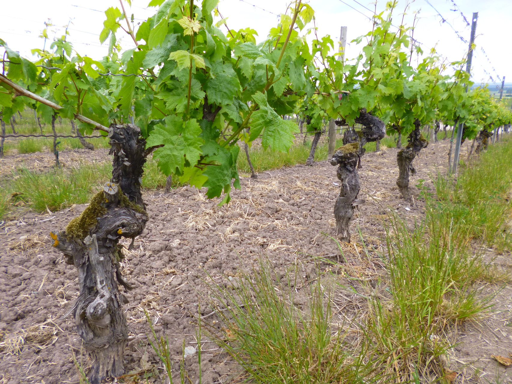 Müller-Thurgau Stöcke