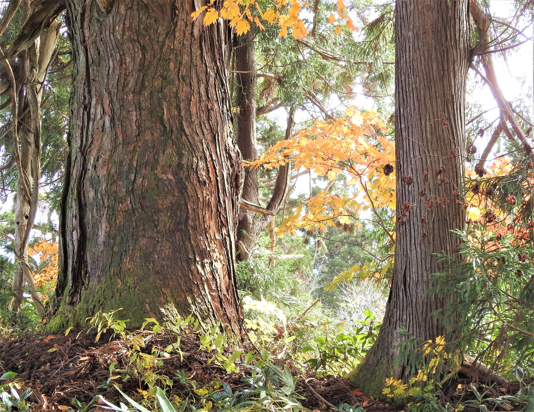 大黒杉 幹周囲:510ｍ　樹高:27ｍ 樹齢:約450年　 ※左隣に恵比寿杉があったものの、落雷により欠損倒木！
