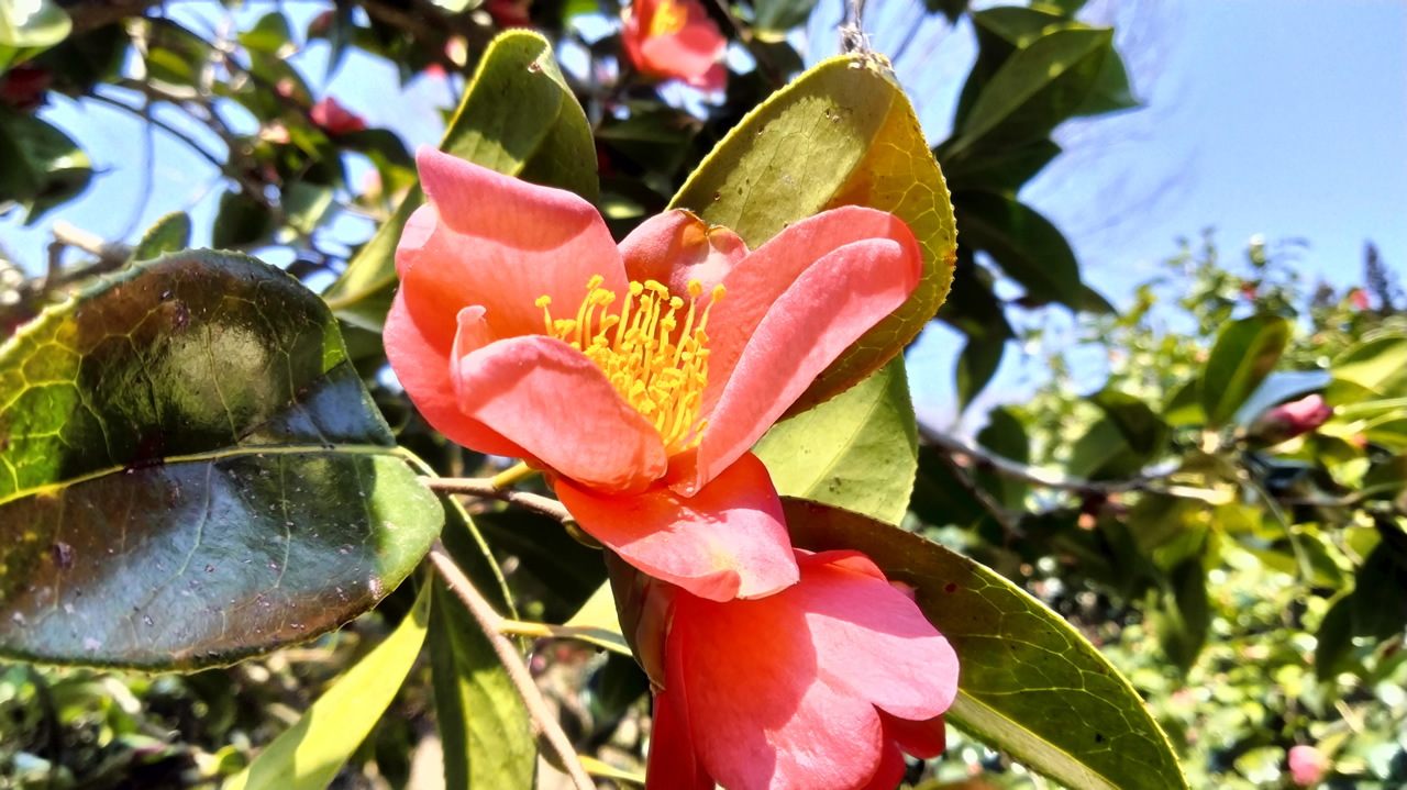 古澤屋訪春園