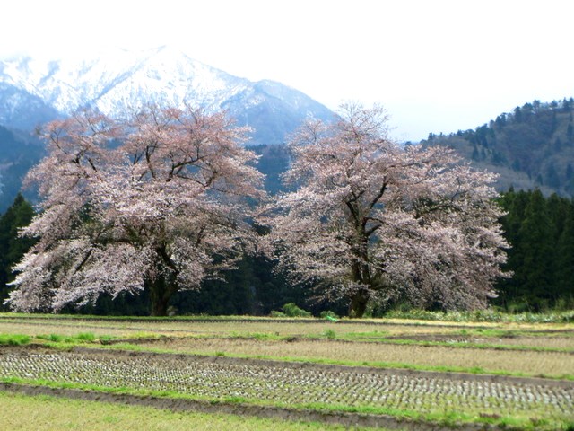 200410黒岩の夫婦桜