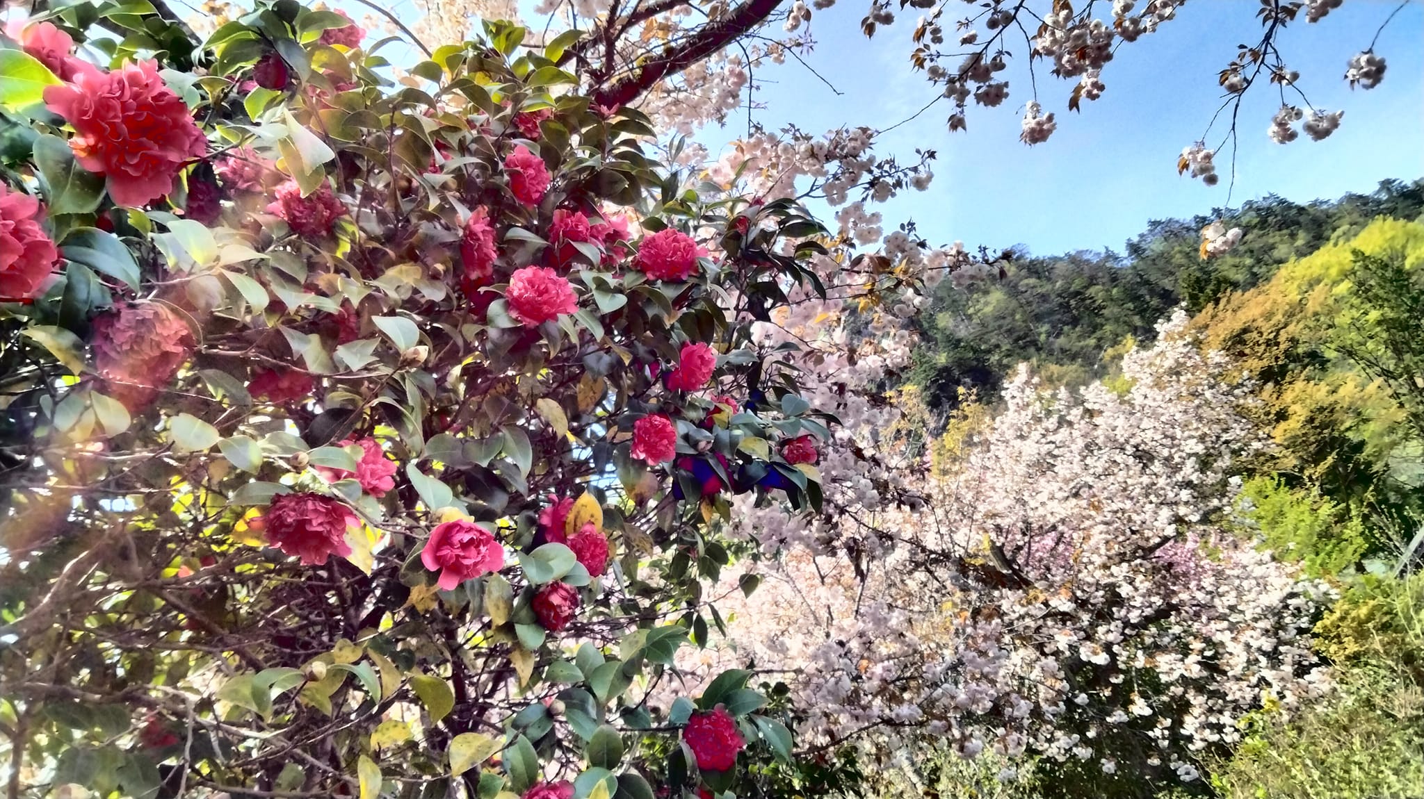 古澤屋訪春園