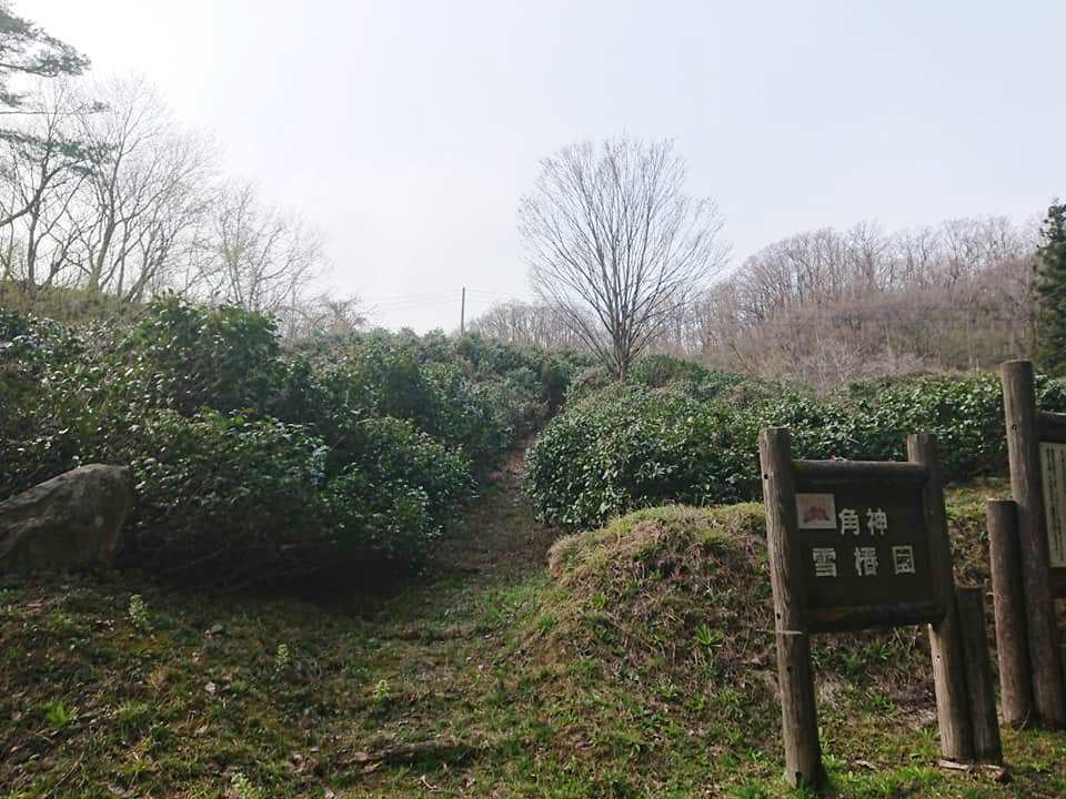 210408角神雪椿園001