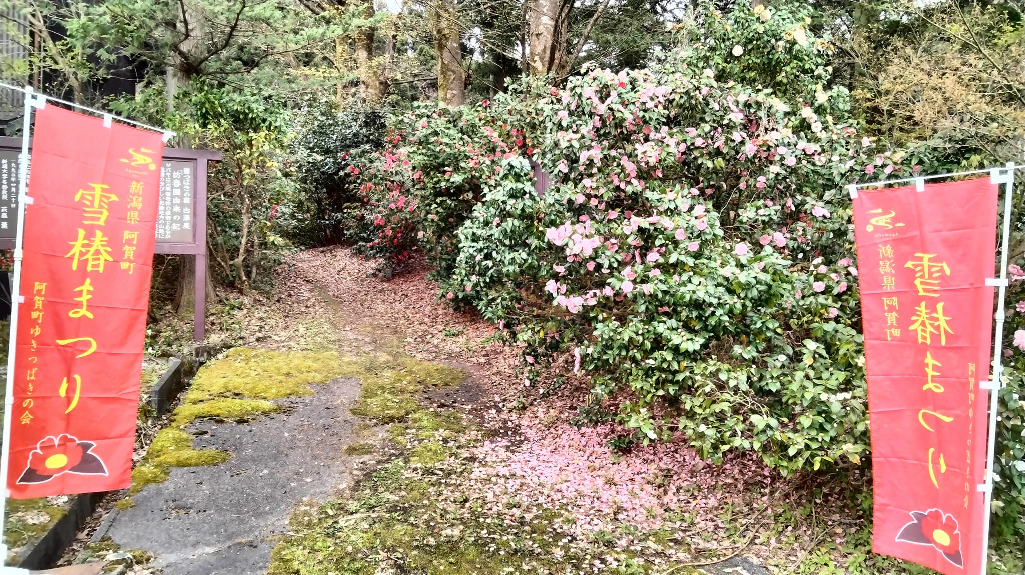 古澤屋訪春園