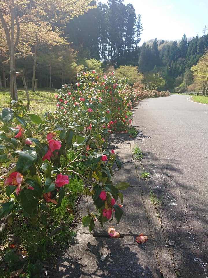 210424いこいの森公園003