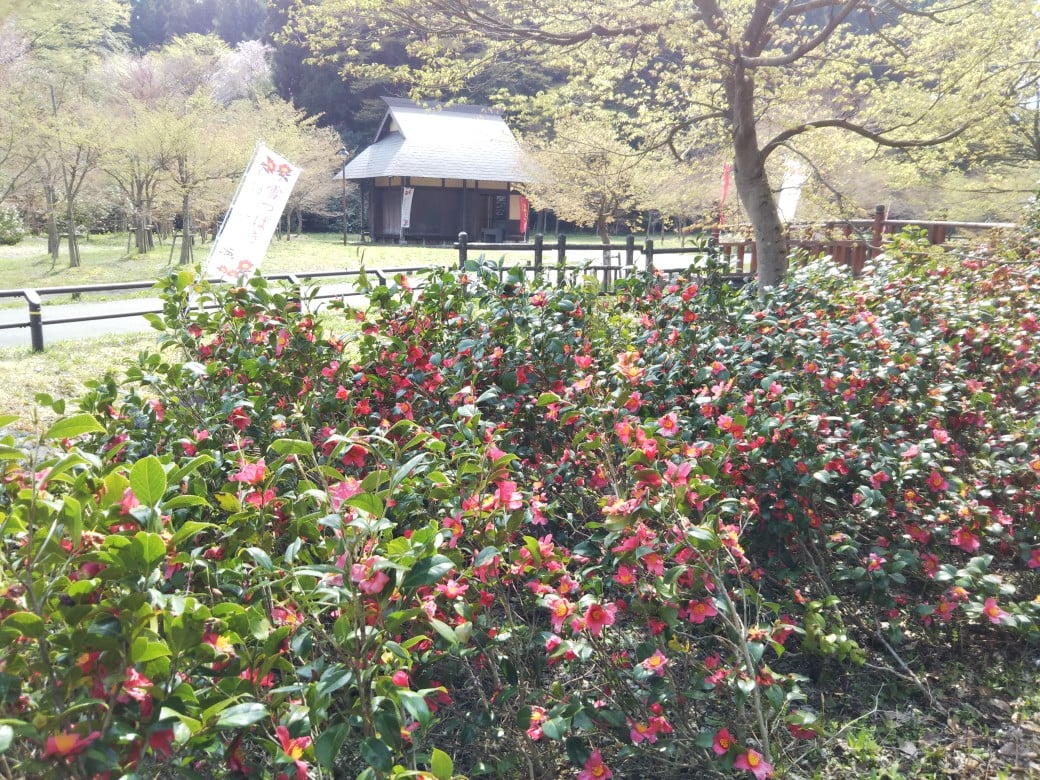 220421麒麟山いこいの森公園004