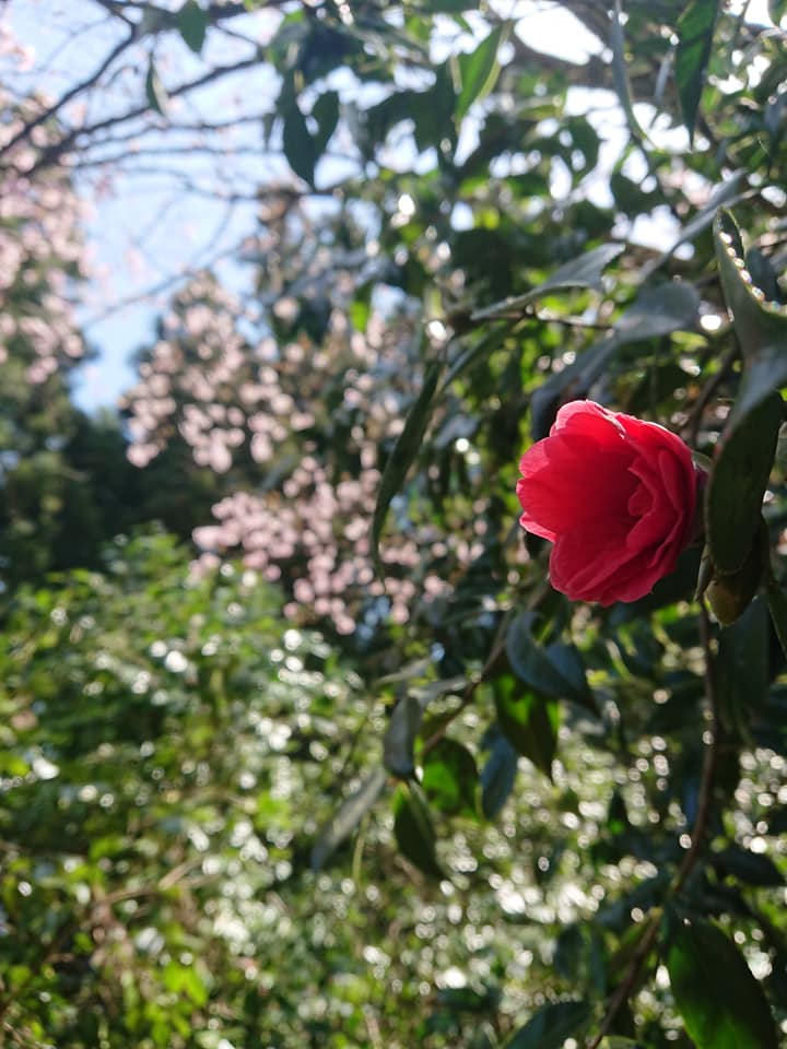 210412古澤屋訪春園003