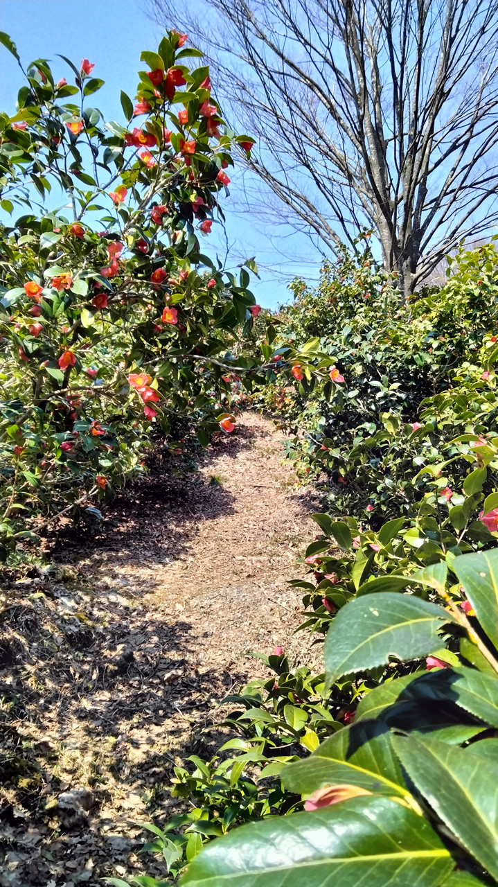 古澤屋訪春園