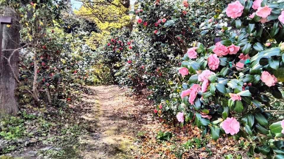 麒麟山いこいの森公園