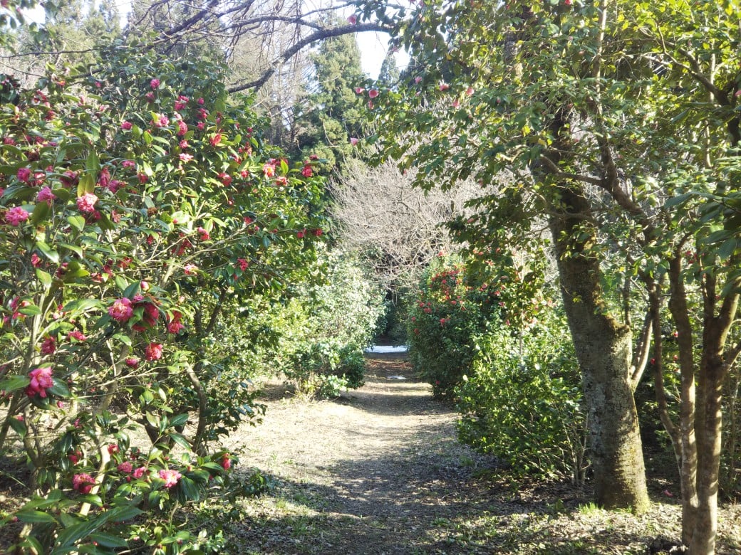 220412古澤屋訪春園001