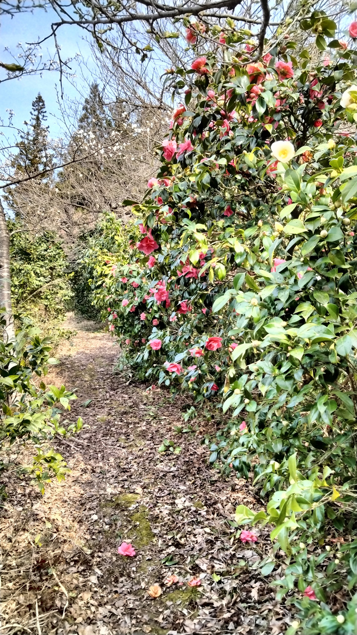 古澤屋訪春園