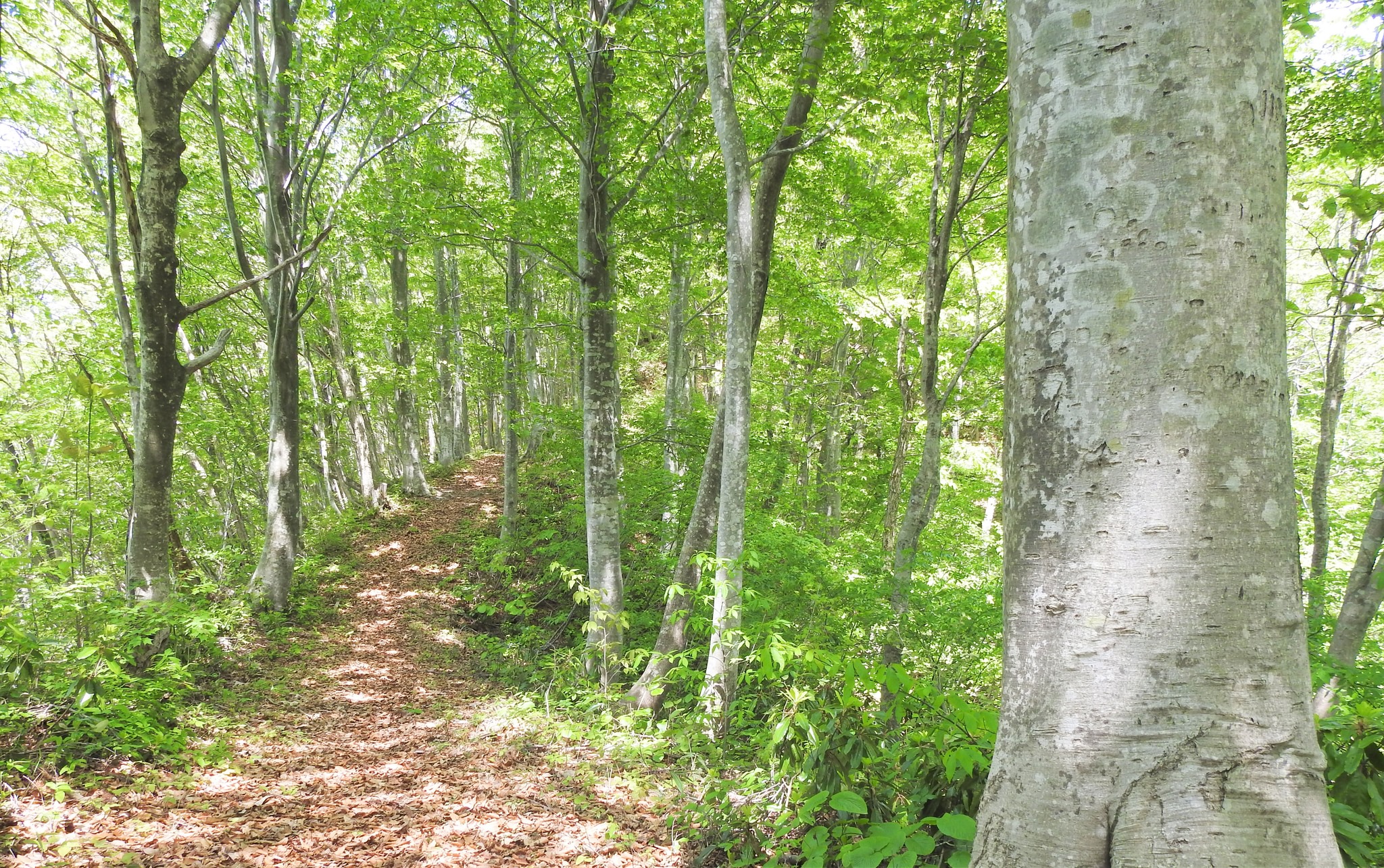 新緑のブナの森コース