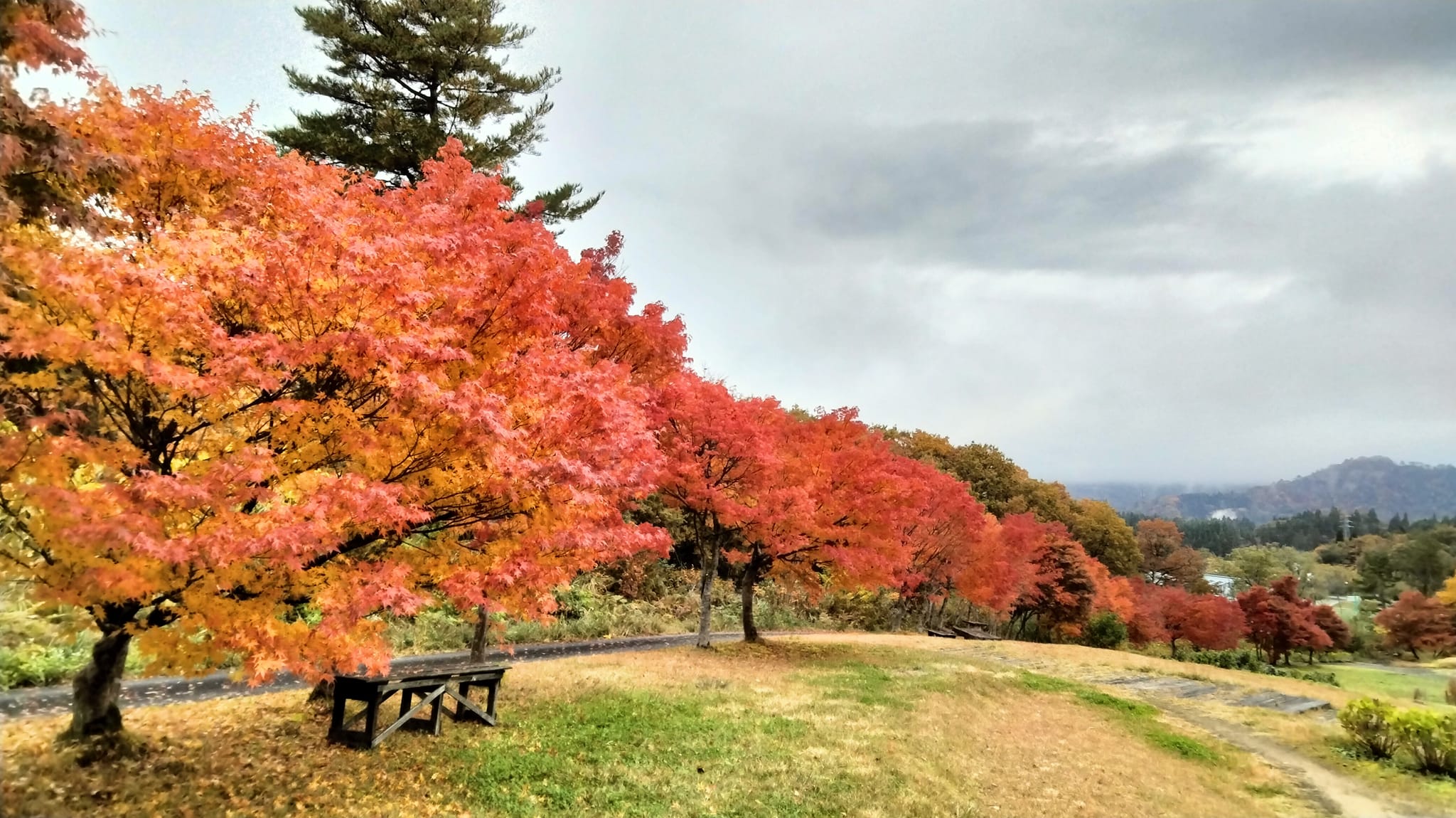 紅葉