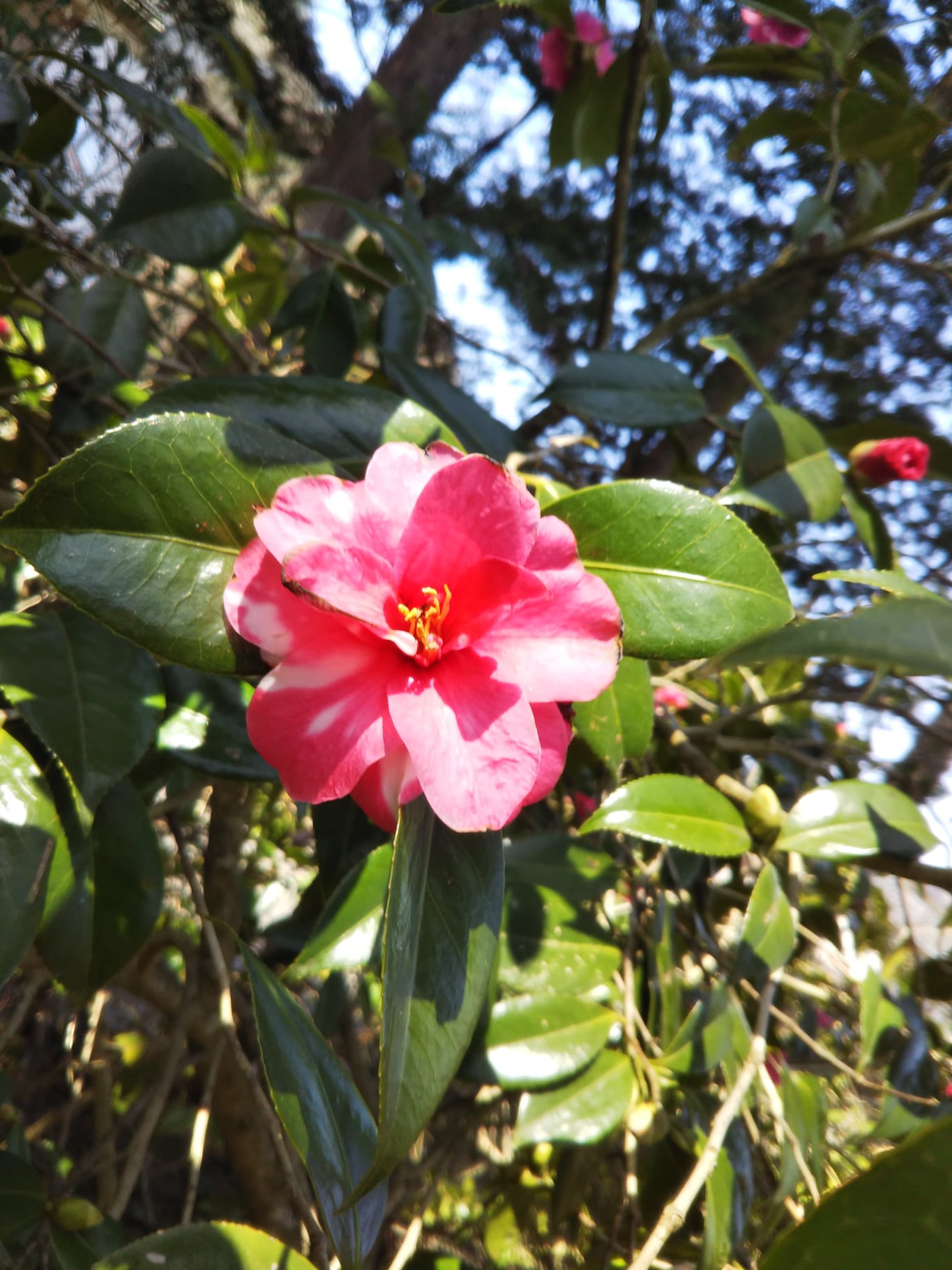 220409古澤屋訪春園002