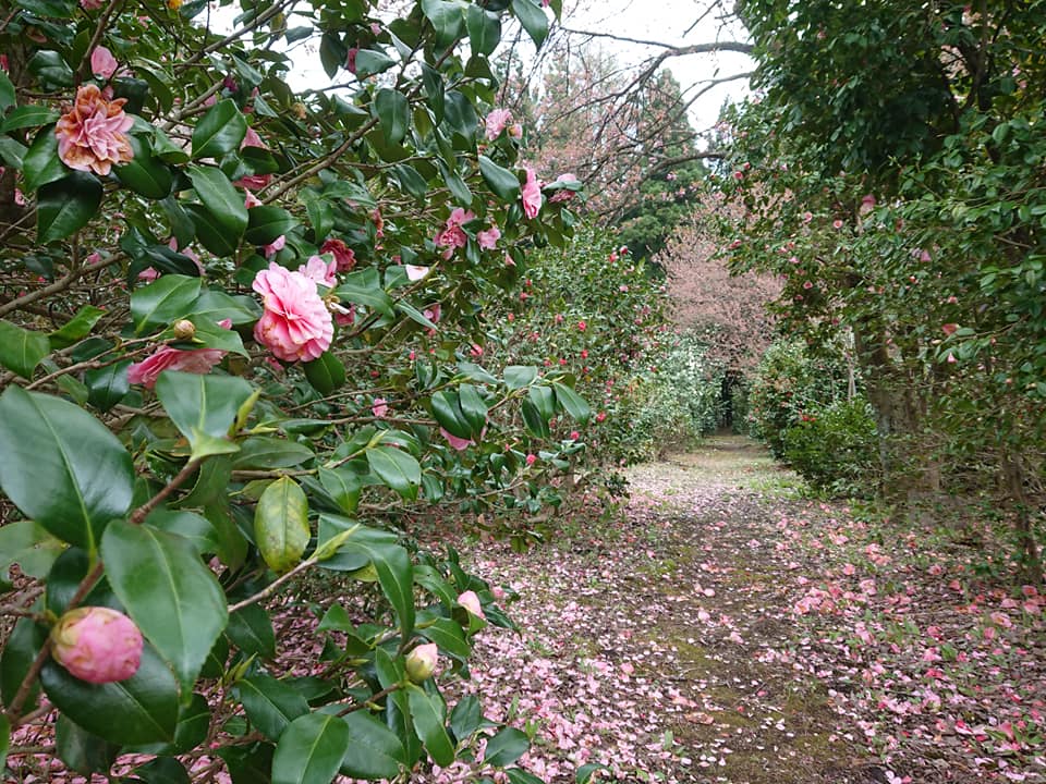 210419古澤屋訪春園001