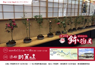 ツバキ鉢物展