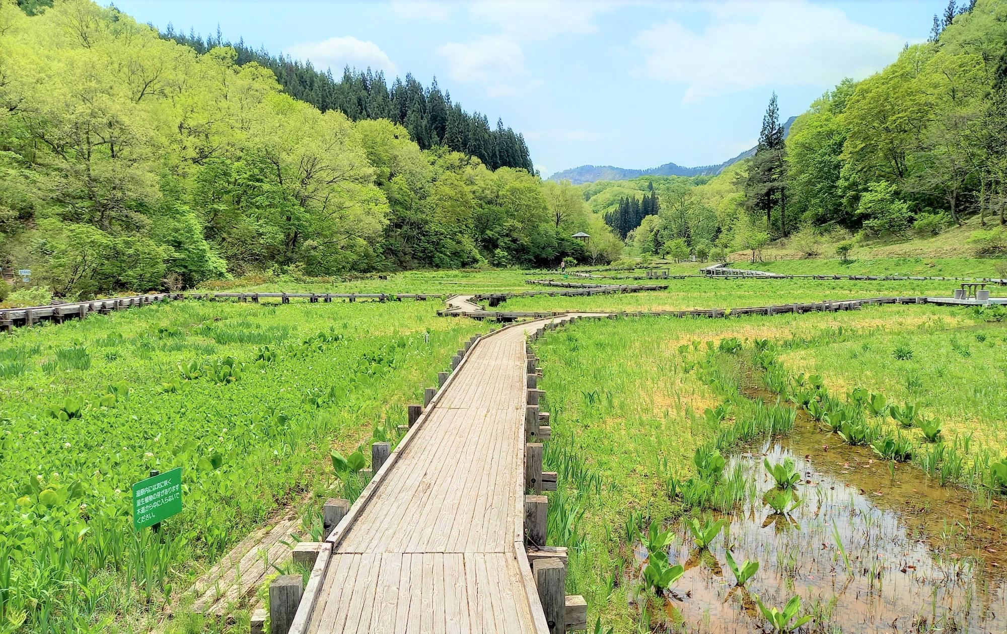 湿原の南方向を見る（早春の花々は終えていました。）